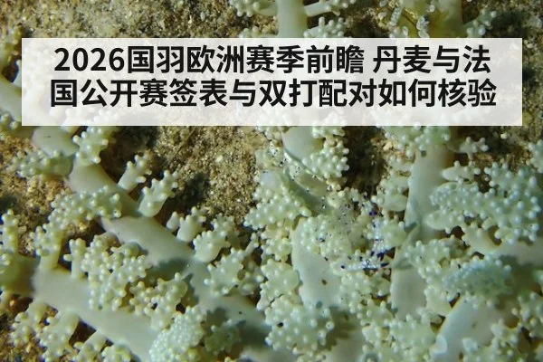 2026国羽欧洲赛季前瞻 丹麦与法国公开赛签表与双打配对如何核验
